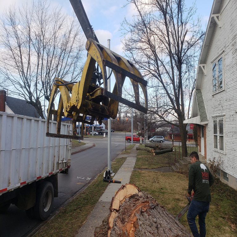 emergency tree removal englewood