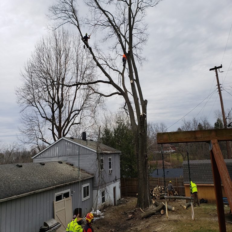 tree services near me Dayton