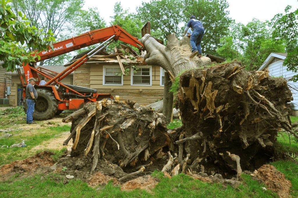 How Much Does Tree Removal Service Cost?