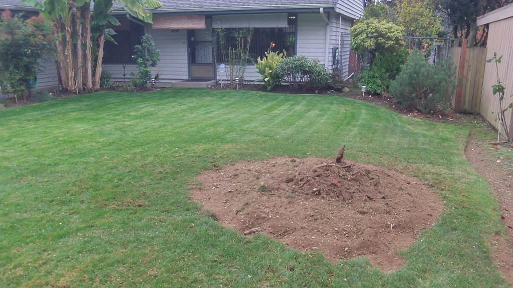 Choosing Between Stump Removal And Stump Grinding